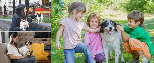 国外狗的趣闻，你听说过吗?