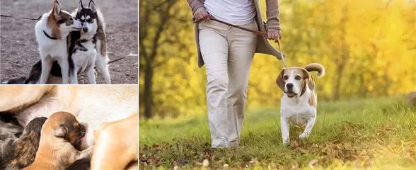 狗狗的5个阶段，你家狗到哪了?