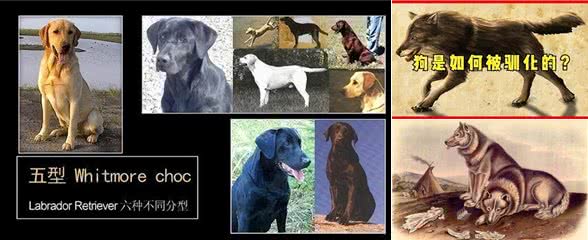 爱狗养狗人士的理解:狗的起源