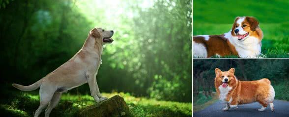 科学家新发现:狗狗竟然懂人类的情绪变化!