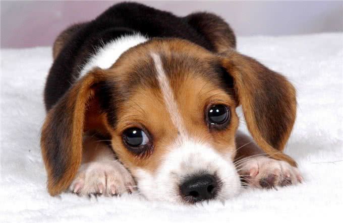 养狗的15个误区，爱它，就应该避开这些坑!