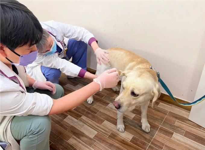 养狗的15个误区，爱它，就应该避开这些坑!