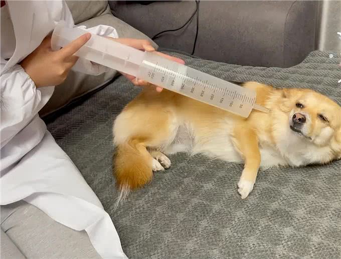 养狗的15个误区，爱它，就应该避开这些坑!