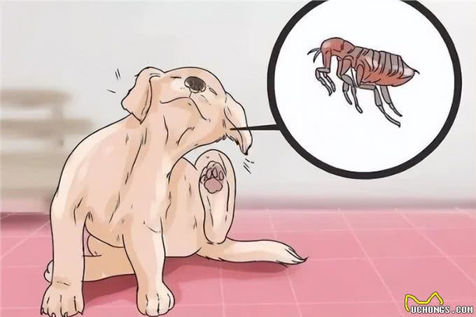 养狗的15个误区，爱它，就应该避开这些坑!