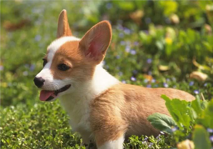 养狗的15个误区，爱它，就应该避开这些坑!