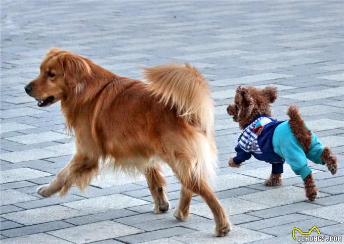 养狗的15个误区，爱它，就应该避开这些坑!