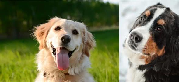 聪明、忠诚、多才多艺：优秀的服务犬品种