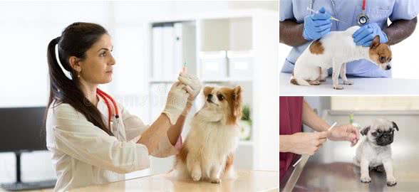 您的第一年幼犬疫苗接种完整指南（附时间表）