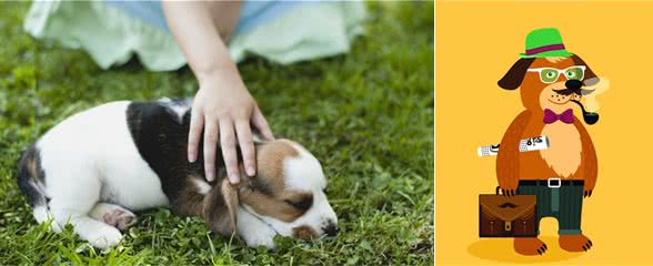 家庭养犬成为犬主一种情感寄托的同时,也是一种危害