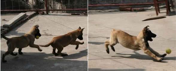 训犬的目标是什么