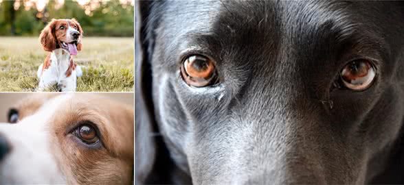 狗狗的眼神里，藏着哪些小秘密?读懂它的心灵窗户