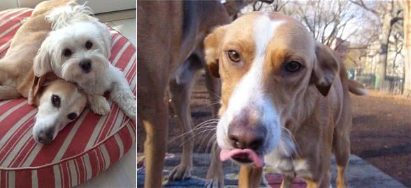 你是我今生的幸运币与15岁爱犬的最后道别