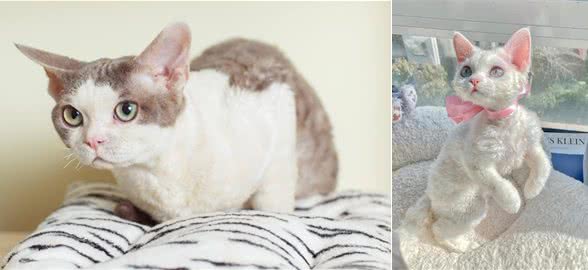 猫中小天使—德文卷毛猫