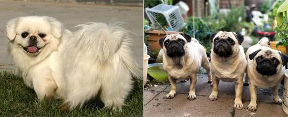 这5种狗是体臭界天花板,名副其实的臭狗