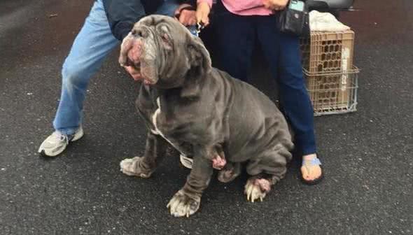 敖犬仅仅因为体型巨大很可怕要被安乐死