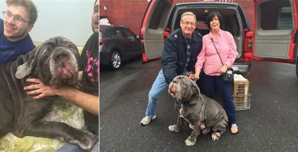 敖犬仅仅因为体型巨大很可怕要被安乐死