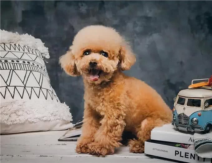 泰迪为什么招人厌烦?