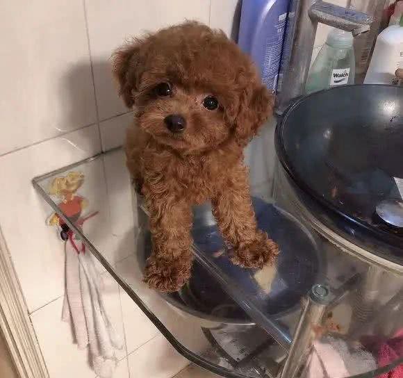 泰迪为什么招人厌烦?