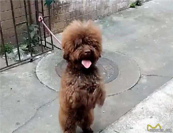 泰迪为什么招人厌烦?