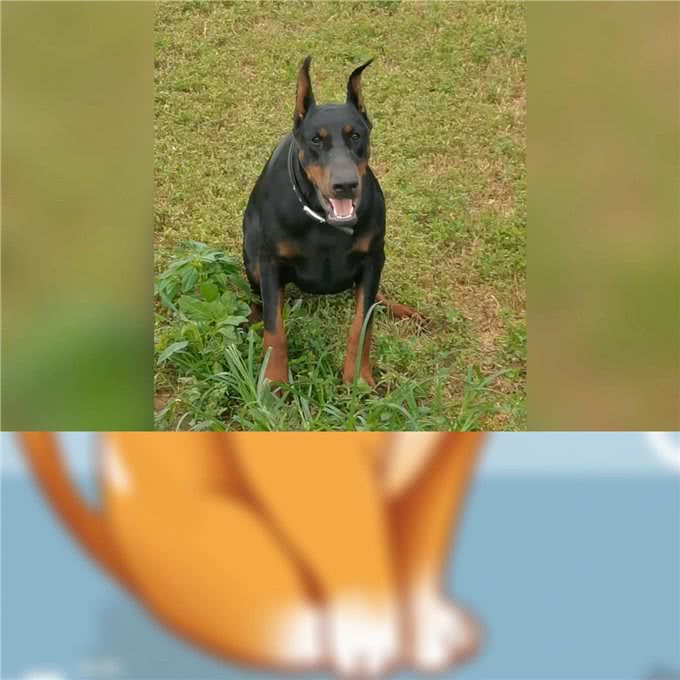 杜宾犬的优缺点—大型犬