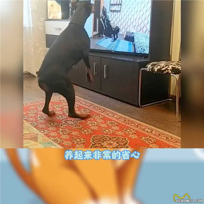杜宾犬的优缺点—大型犬