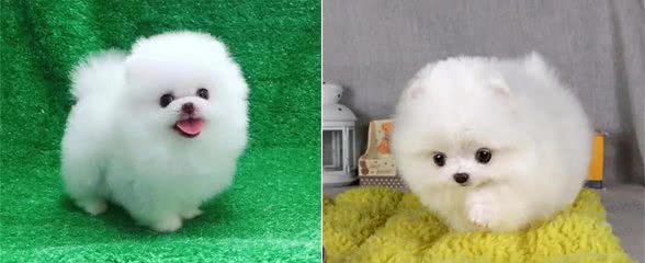 不知道怎么选博美狗粮?注意好这几个要求，就能选到对的狗粮