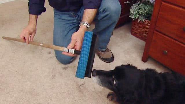 家里的狗毛多到可以织毛衣了?掌握这9个方法，轻松让家里变干净