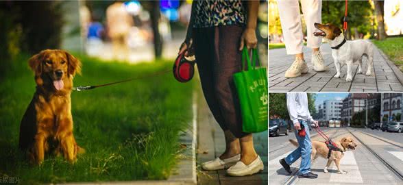 遛狗大揭秘:健康秘诀超乎你想象