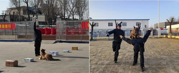 最强汪者是怎样炼成的?探访全省警犬技术培训班