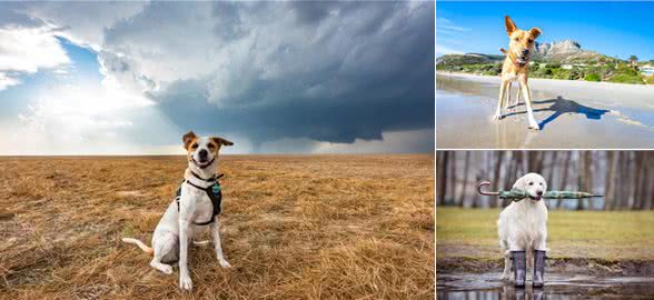 狗狗有攻击性行为，主人怎么办?这些方法可以保护路人和狗狗
