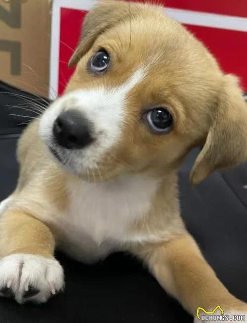 夏天狗狗不吃东西，背后的原因你知道吗?