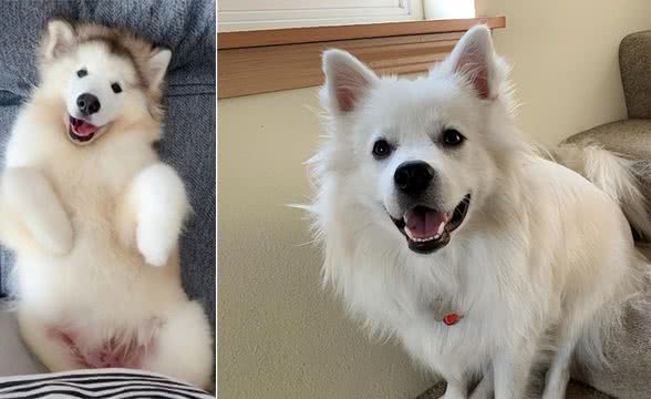 夏天狗狗不吃东西，背后的原因你知道吗?