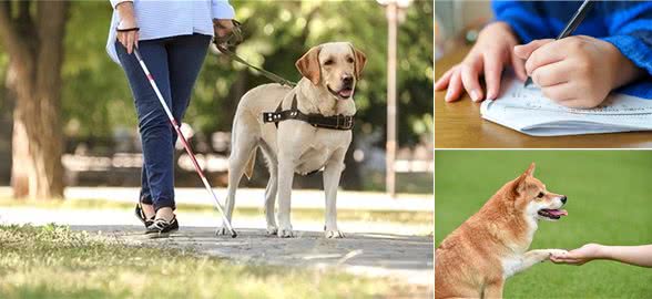 揭秘狗狗惯用手的秘密，你家汪星人是不是个左撇子?