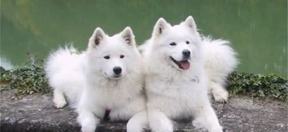 如何训练狗狗规矩的排泄