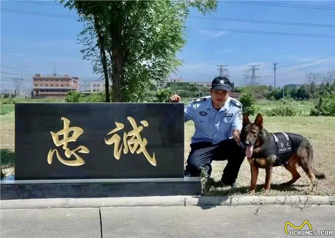 驯犬员陈定锋和他的小兄弟们