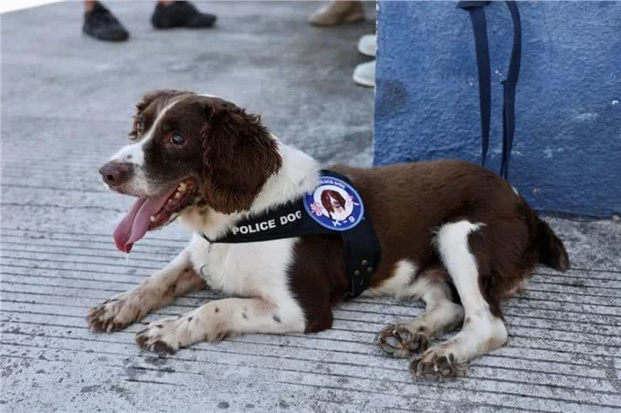 驯犬员陈定锋和他的小兄弟们
