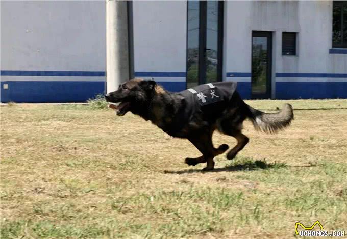 驯犬员陈定锋和他的小兄弟们