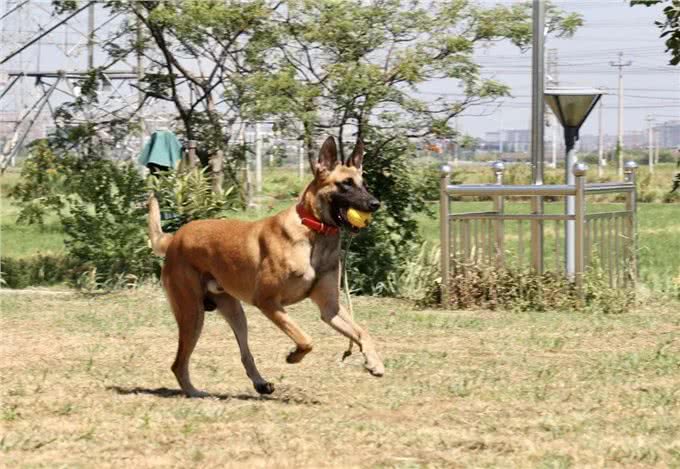 驯犬员陈定锋和他的小兄弟们