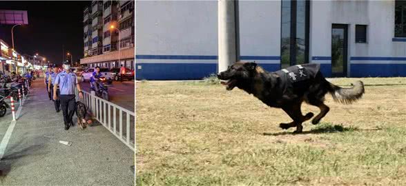 驯犬员陈定锋和他的小兄弟们