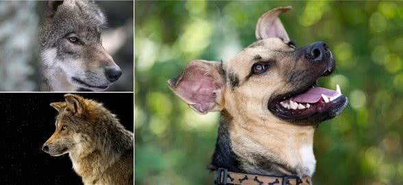 揭秘!狗不是被驯化的狼,两者有区别