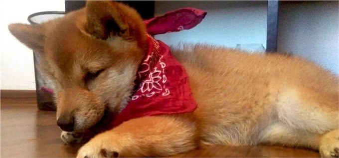 哪来的那么多赛级犬，大部分都是骗人的!