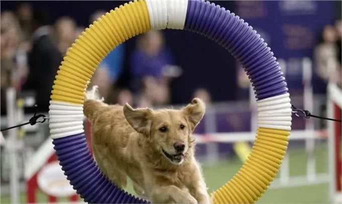 哪来的那么多赛级犬，大部分都是骗人的!