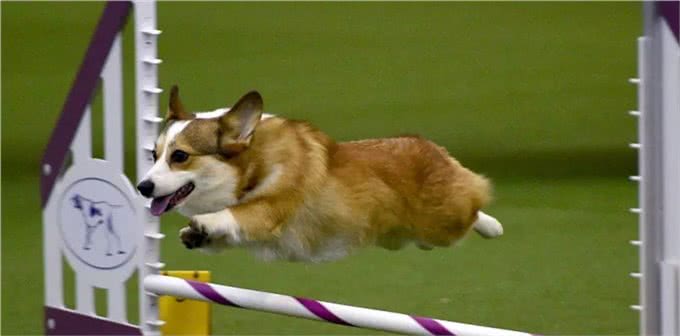 哪来的那么多赛级犬，大部分都是骗人的!