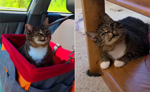 猫咪总是诡异的笑，让人不敢领养，女子却直呼:这就是我想要的猫