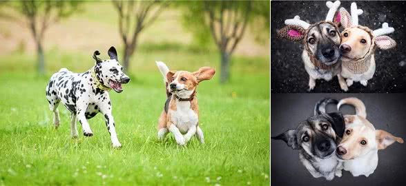 狗狗发情交配连在一起，可以强行给它们分开吗?