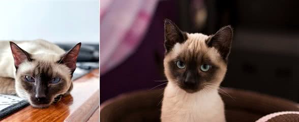 暹罗猫：到底适不适合你?先看看它的优缺点