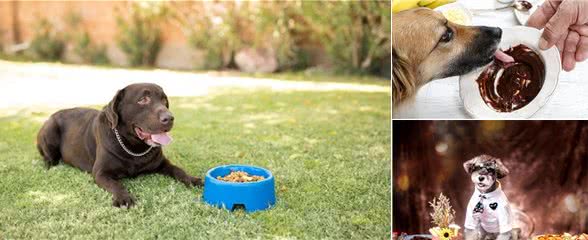 巧克力人可以轻松消化，小狗却不能吃，为什么小狗不能吃巧克力