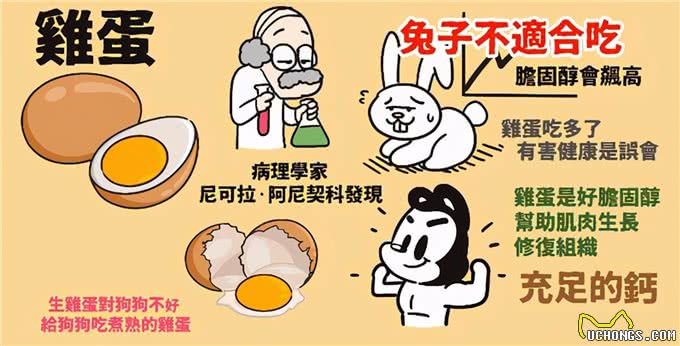 15个让狗狗健康的超级食物(狗狗暖知识)