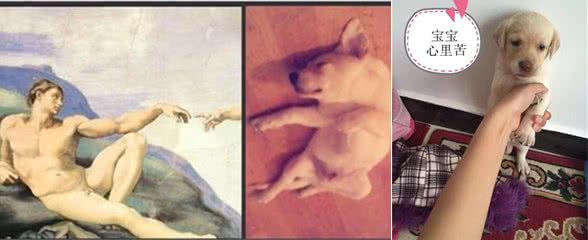 拉布拉多猎犬:是天使也是恶魔