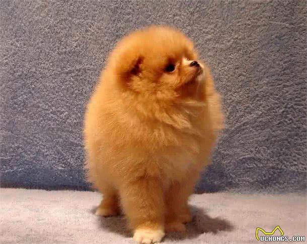 纯种博美犬的特点